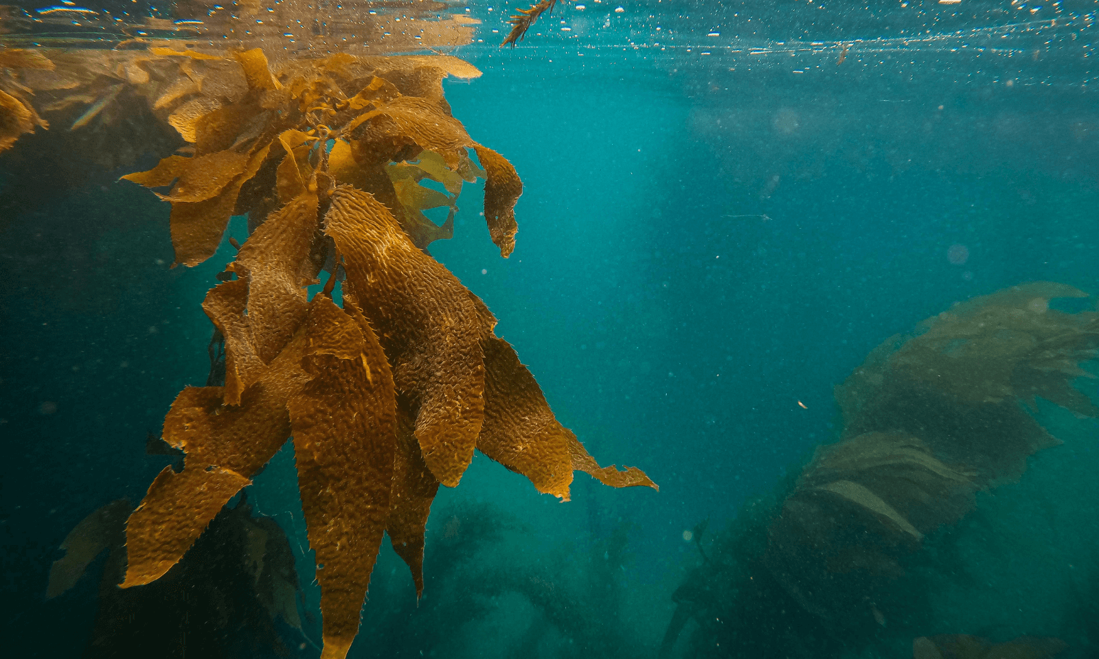 Why You Should Use Quality Marine Collagen For Skincare