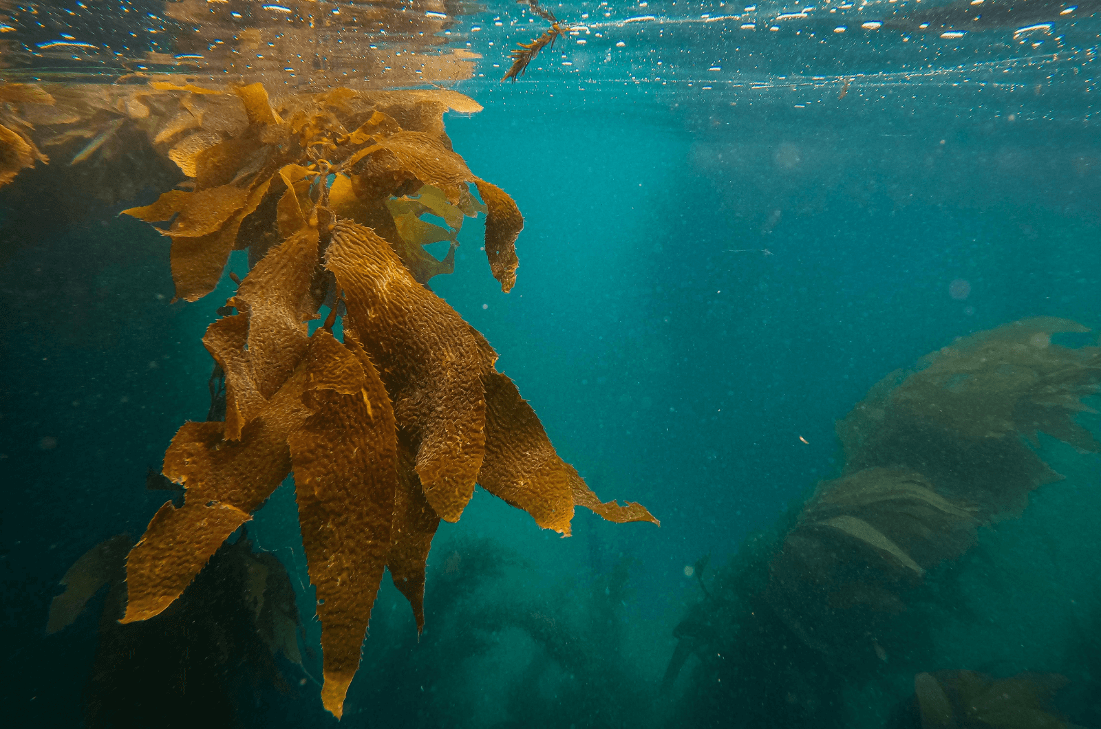 Why You Should Use Quality Marine Collagen For Skincare